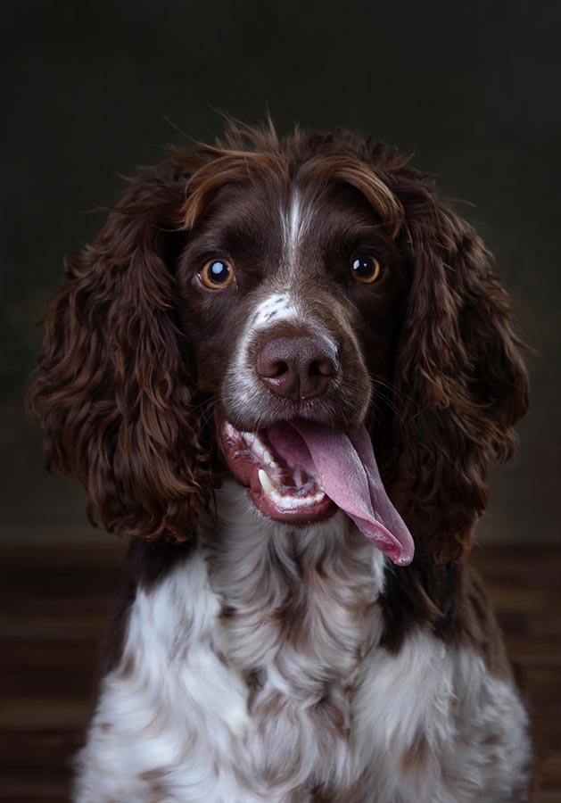 Pet Portraits