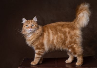 Pet Portrait Photography Swindon 04