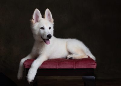 Pet Portrait Photography Swindon 08