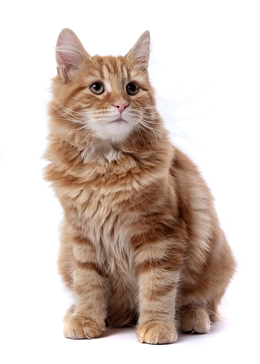 Chester - ginger flooff ball