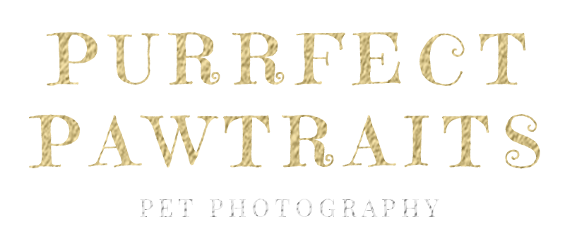 Purrfect Pawtraits text logo