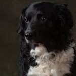 Seniors pet photography, Jim just before she passed.