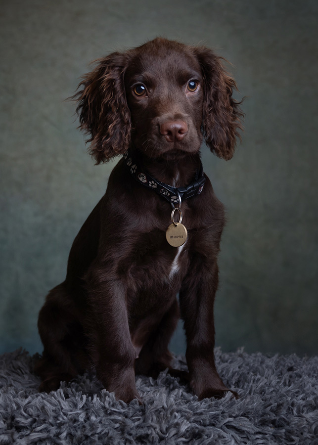 Dog photoshoot - cocker spaniel