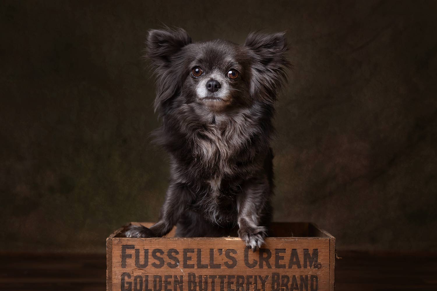 Why choose Purrfect Pawtraits? Image of black long-haired Chihuahua
