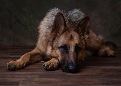 Pet photography Swindon
