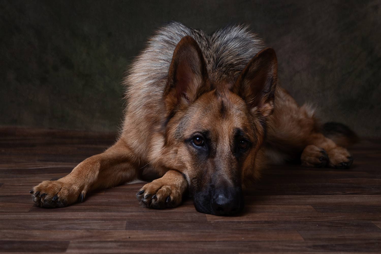 Pet photography Swindon