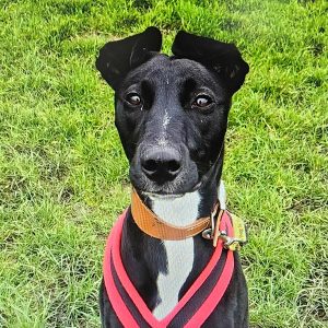 dogs-trust-daisy Purrfect Pawtraits sponsor Daisy, a lurch living at The Dog's Trust in Loughborough.
