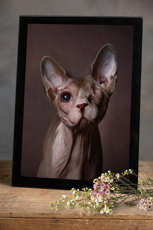 Glass slate with cat portrait
